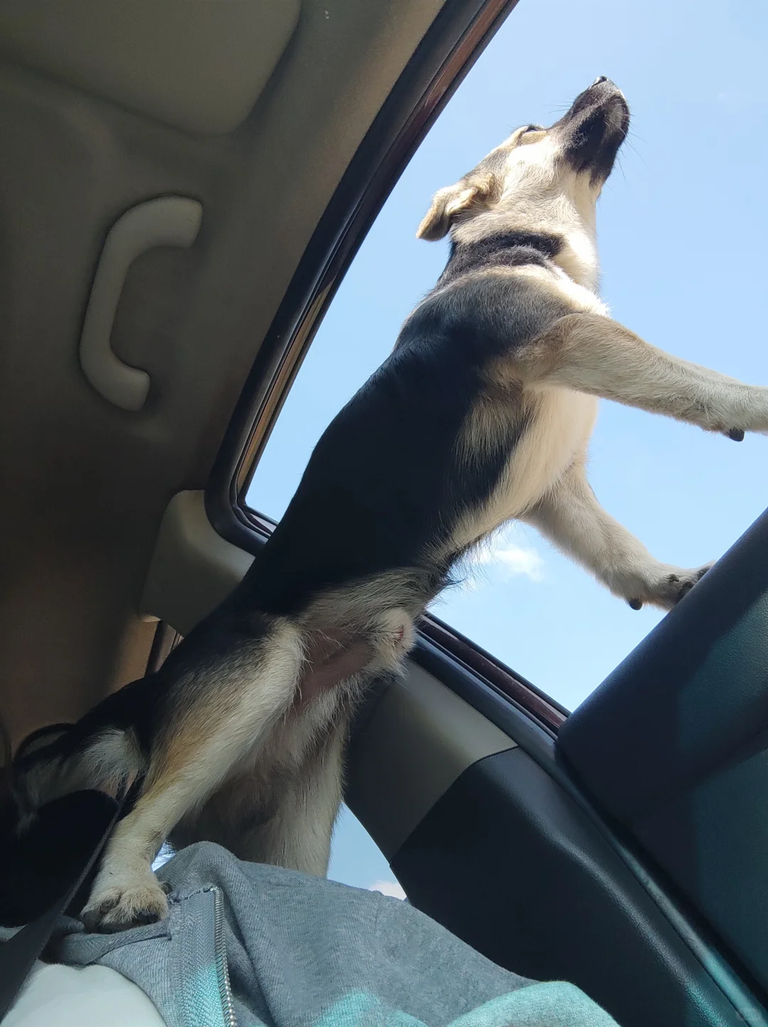 零食有鸣招聘！！！！