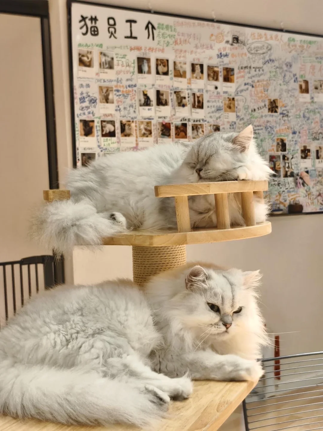 猫咖兼职170一天