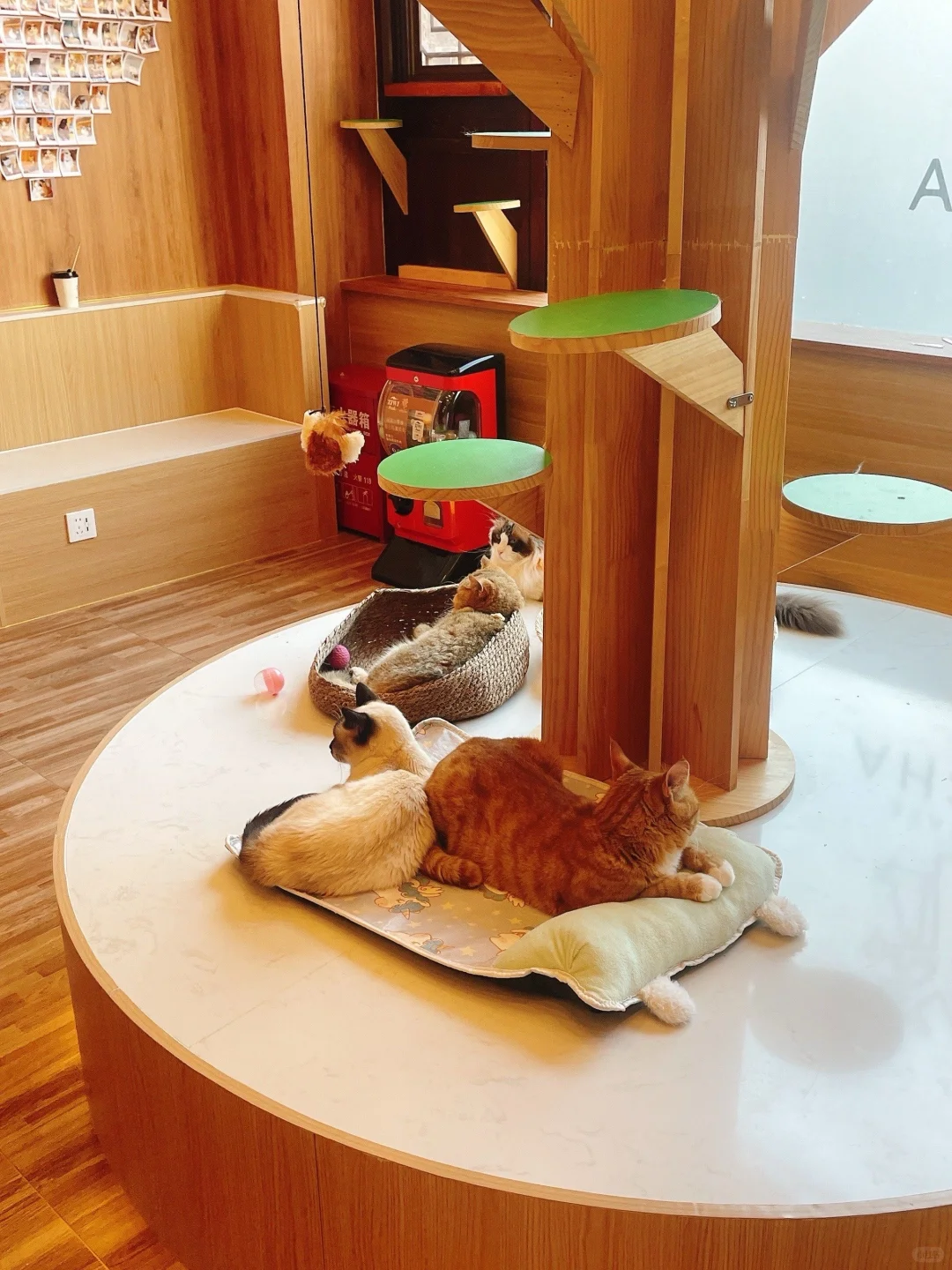 猫咖兼职170一天