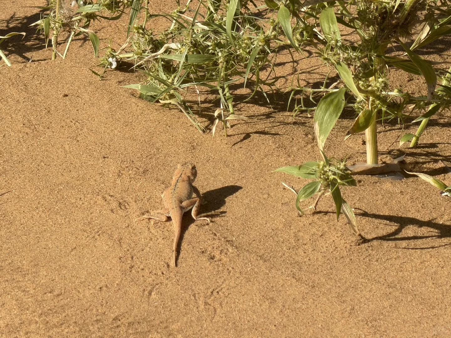坐标中卫，招聘观星师