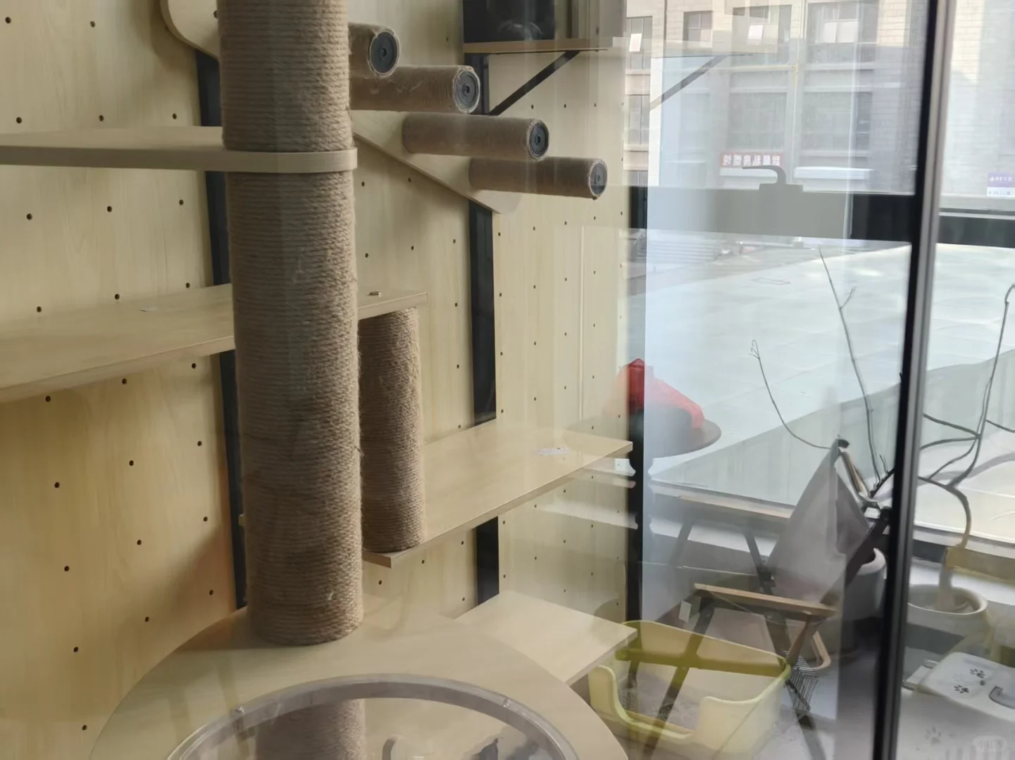 泰安招聘和小猫做同事