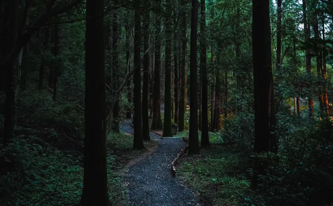 森林里的工作要不要来？请加入我们！招人啦～