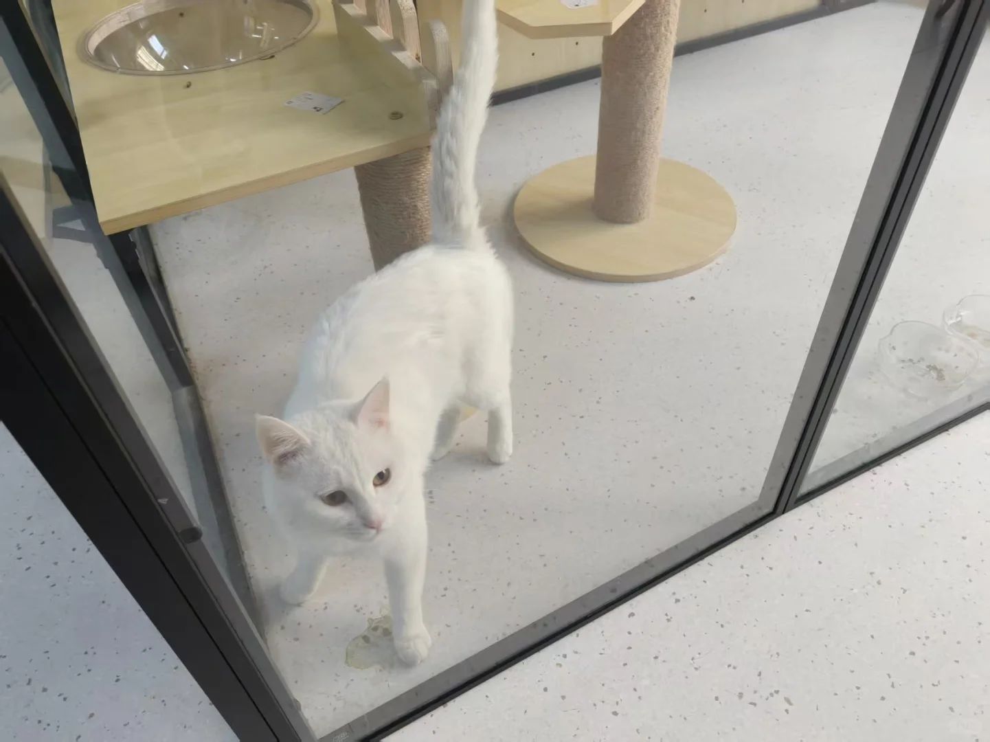 泰安招聘和小猫做同事