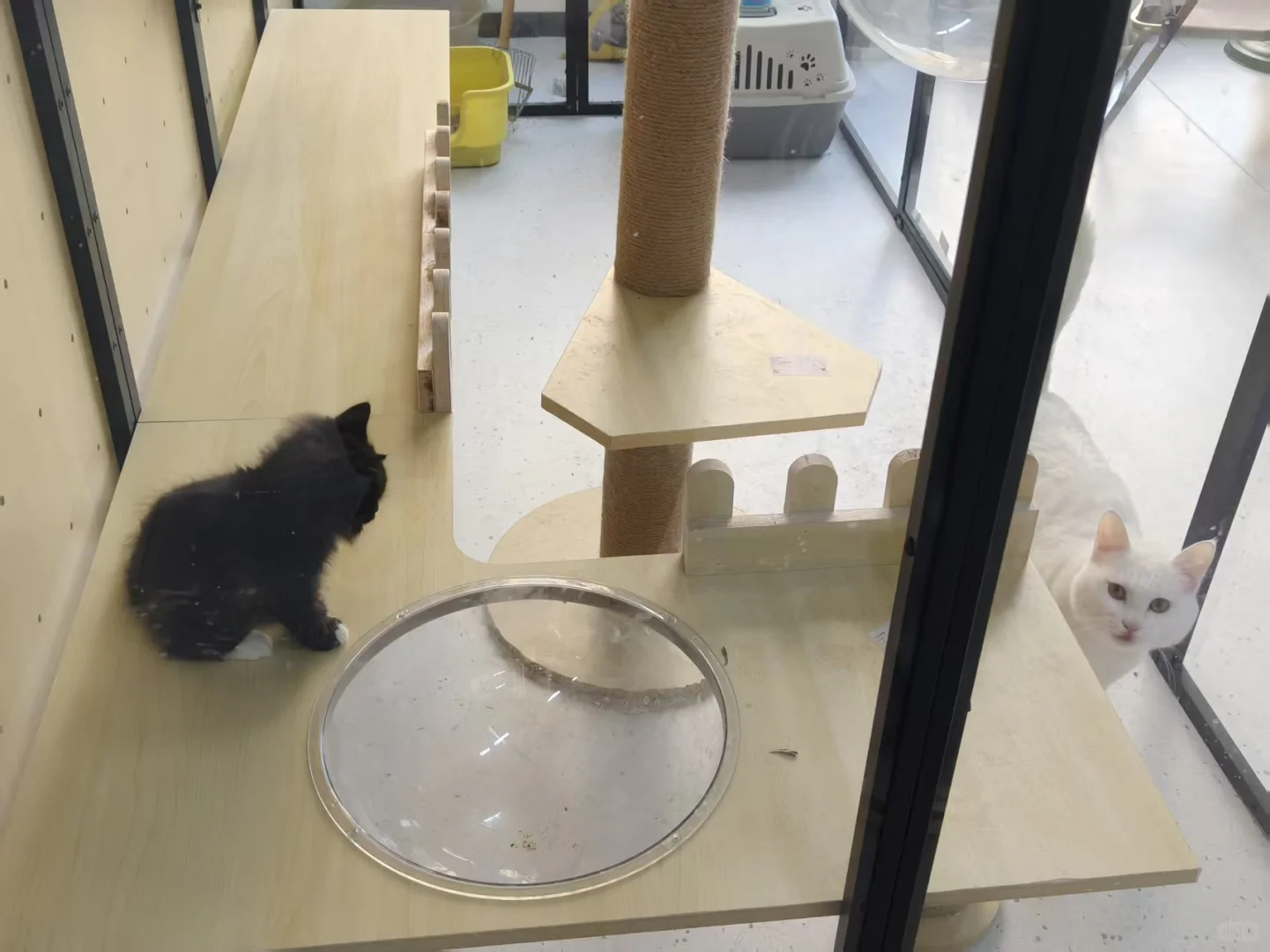 泰安招聘和小猫做同事