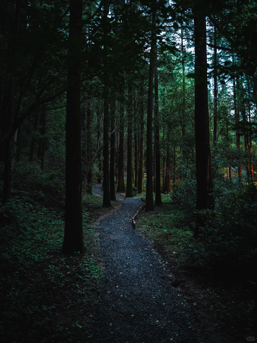 森林里的工作要不要来？请加入我们！招人啦～