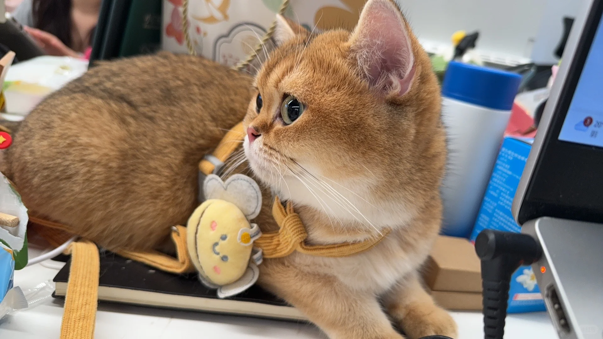 「带宠上班」的团队，等你加入！🐶🐱