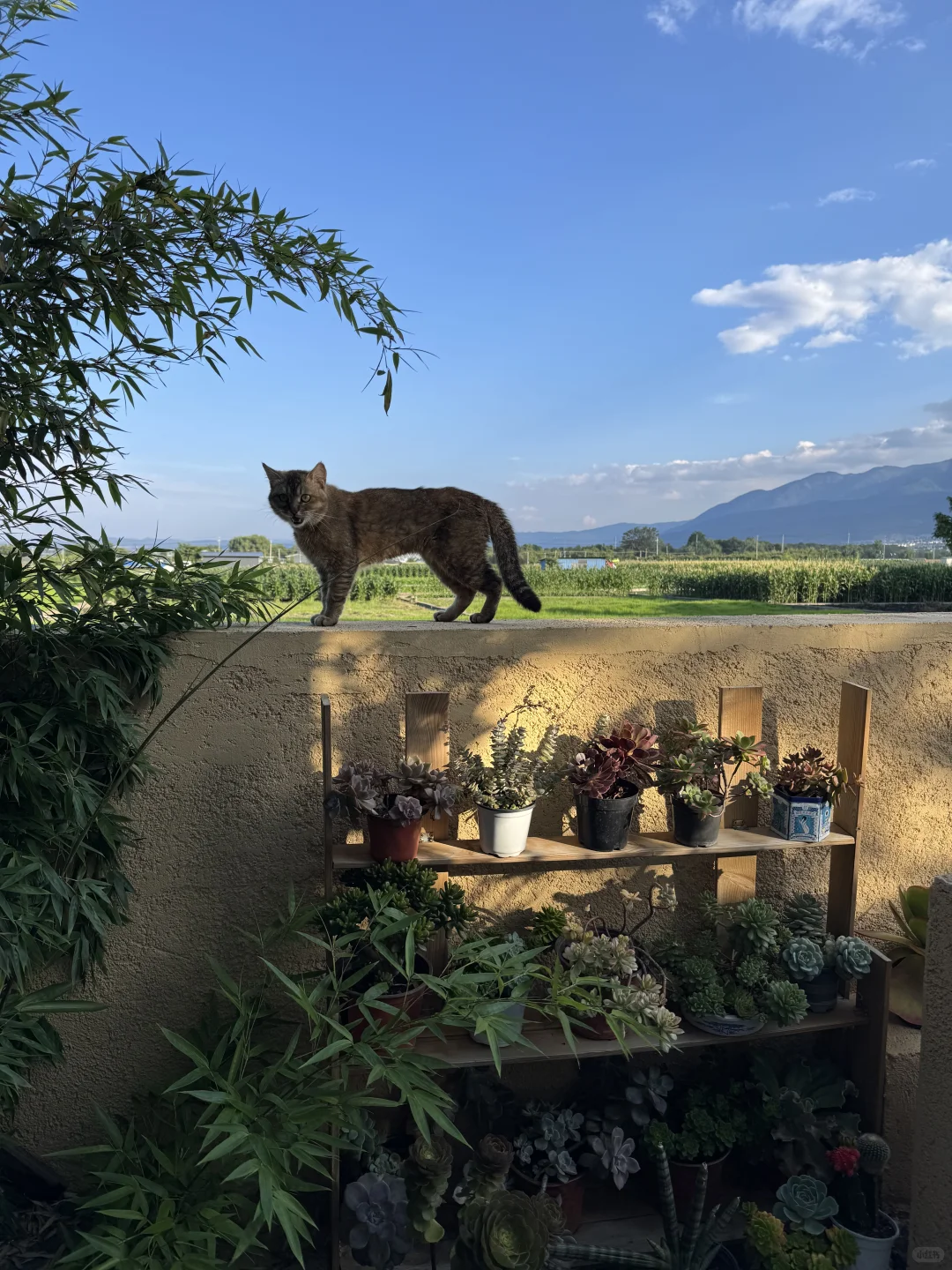 大理民宿招义工！上1休1！不需要打扫卫生