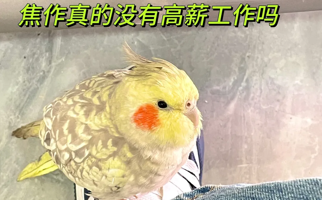 年前找工作的小伙伴看过来