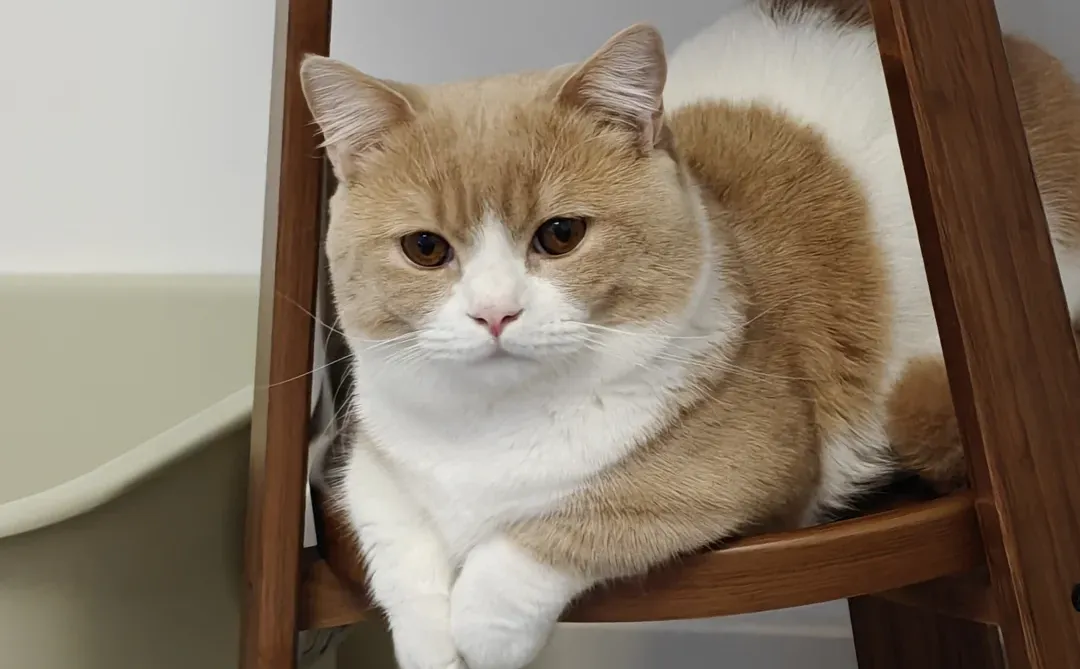 需要一级二级残疾人