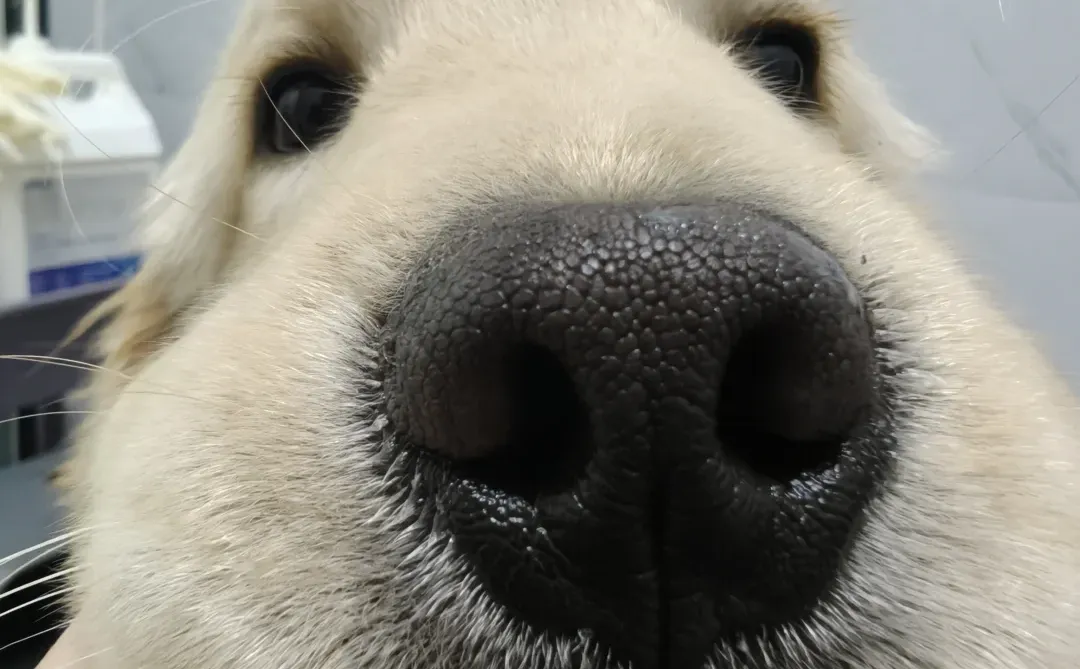 新乡宠物店招聘啦