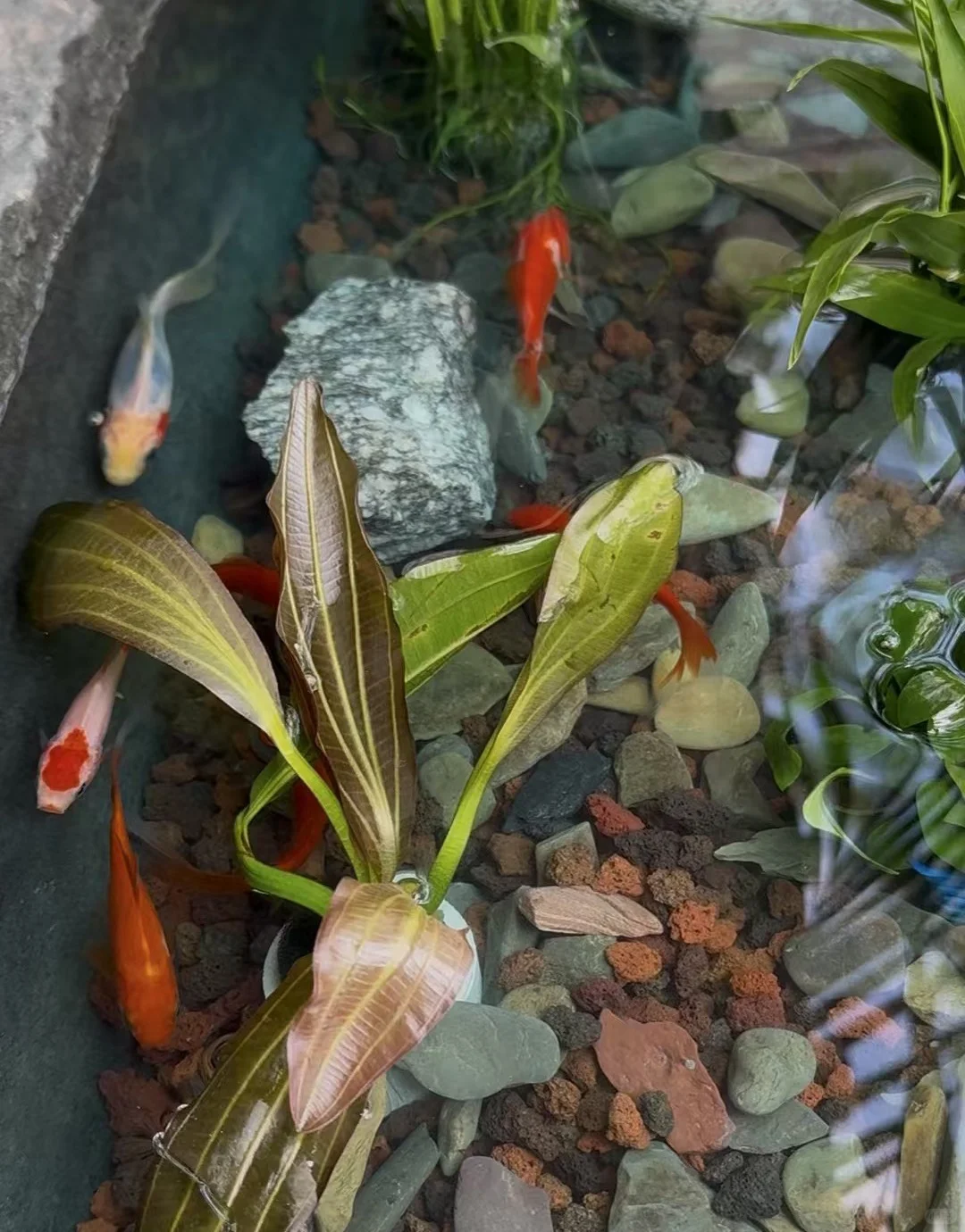 大理民宿招义工！上1休1！不需要打扫卫生