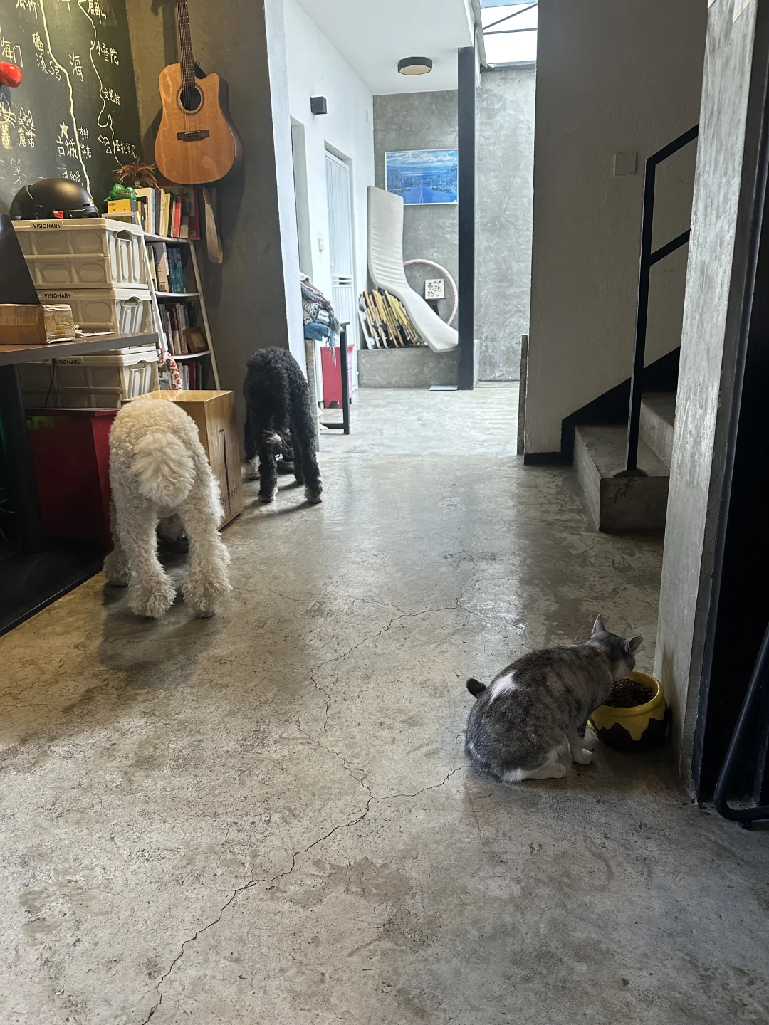 大理古城内两个民宿同时招义工～