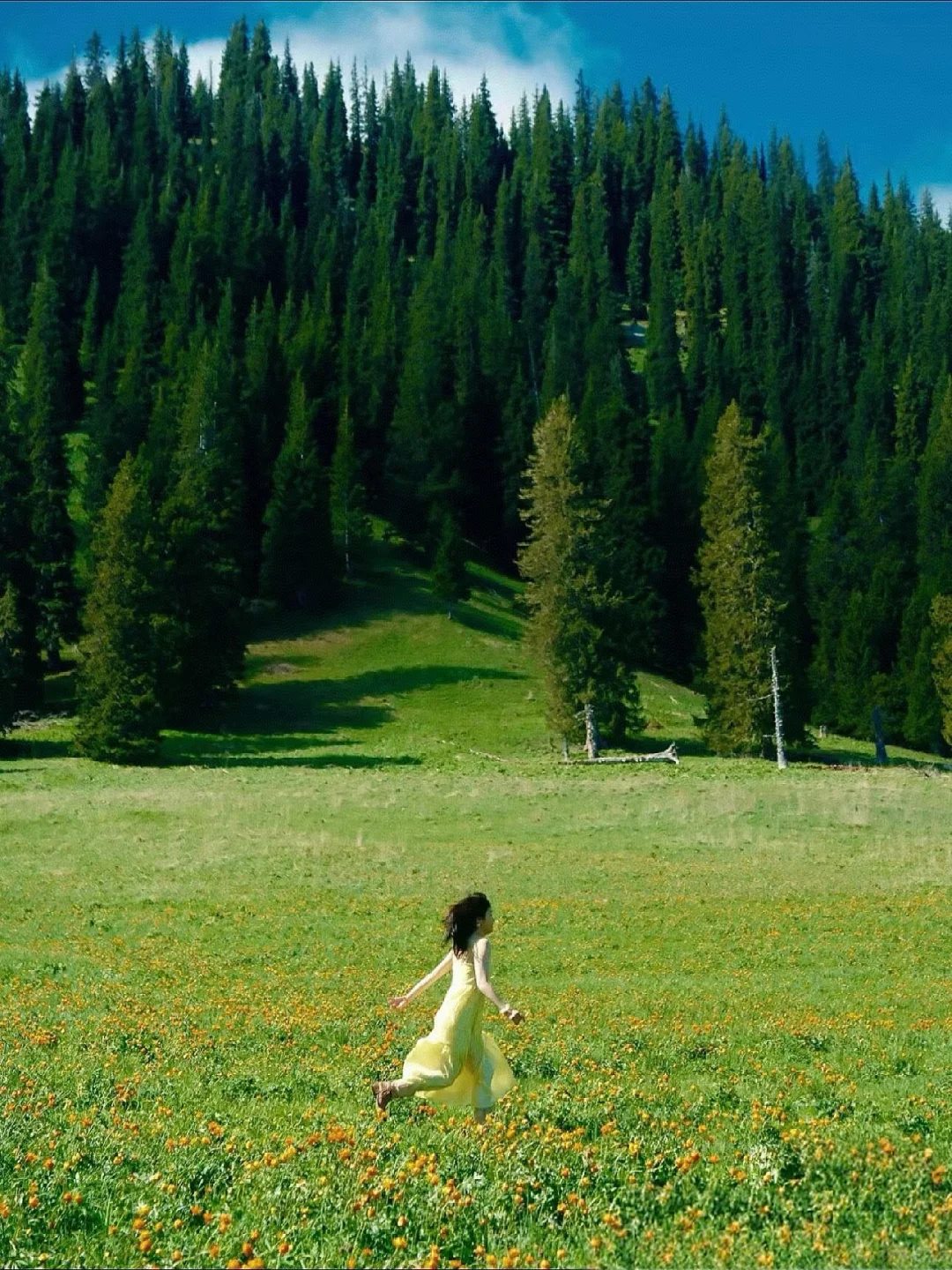 新疆喀纳斯高薪招聘全职和义工