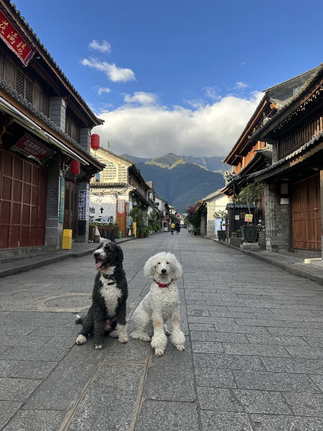 大理古城内两个民宿同时招义工～