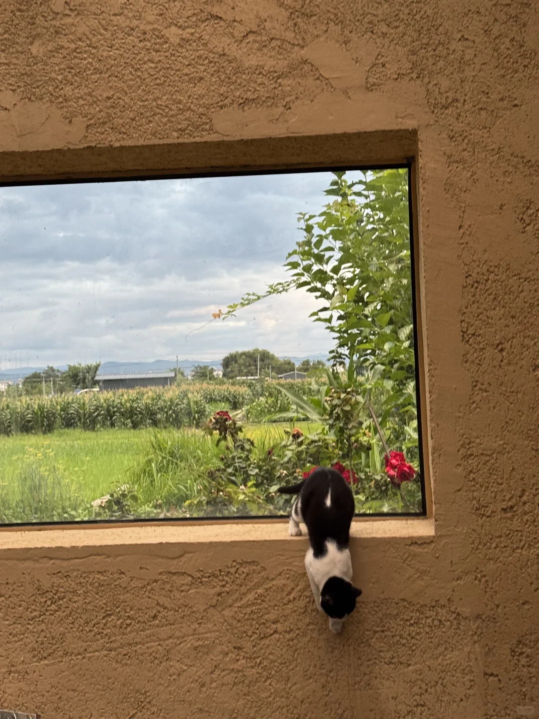 大理民宿招义工！上1休1！不需要打扫卫生