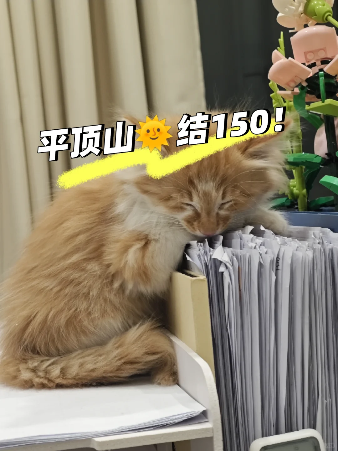 平顶山🌞结150！！剪纸看过来啦！！