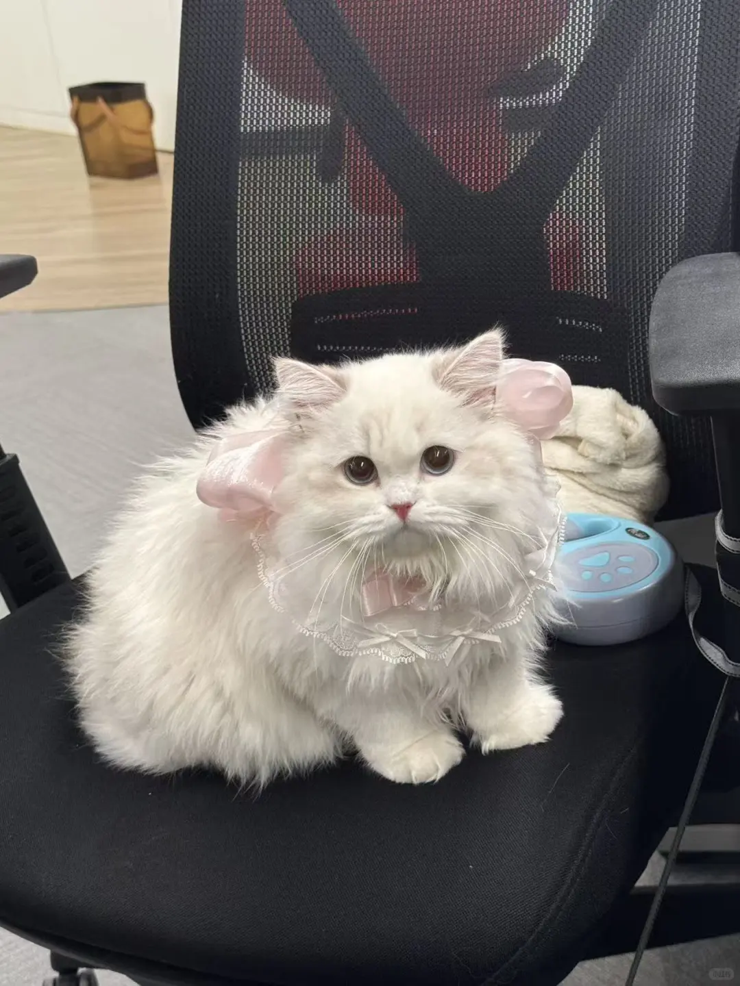 「带宠上班」的团队，等你加入！🐶🐱