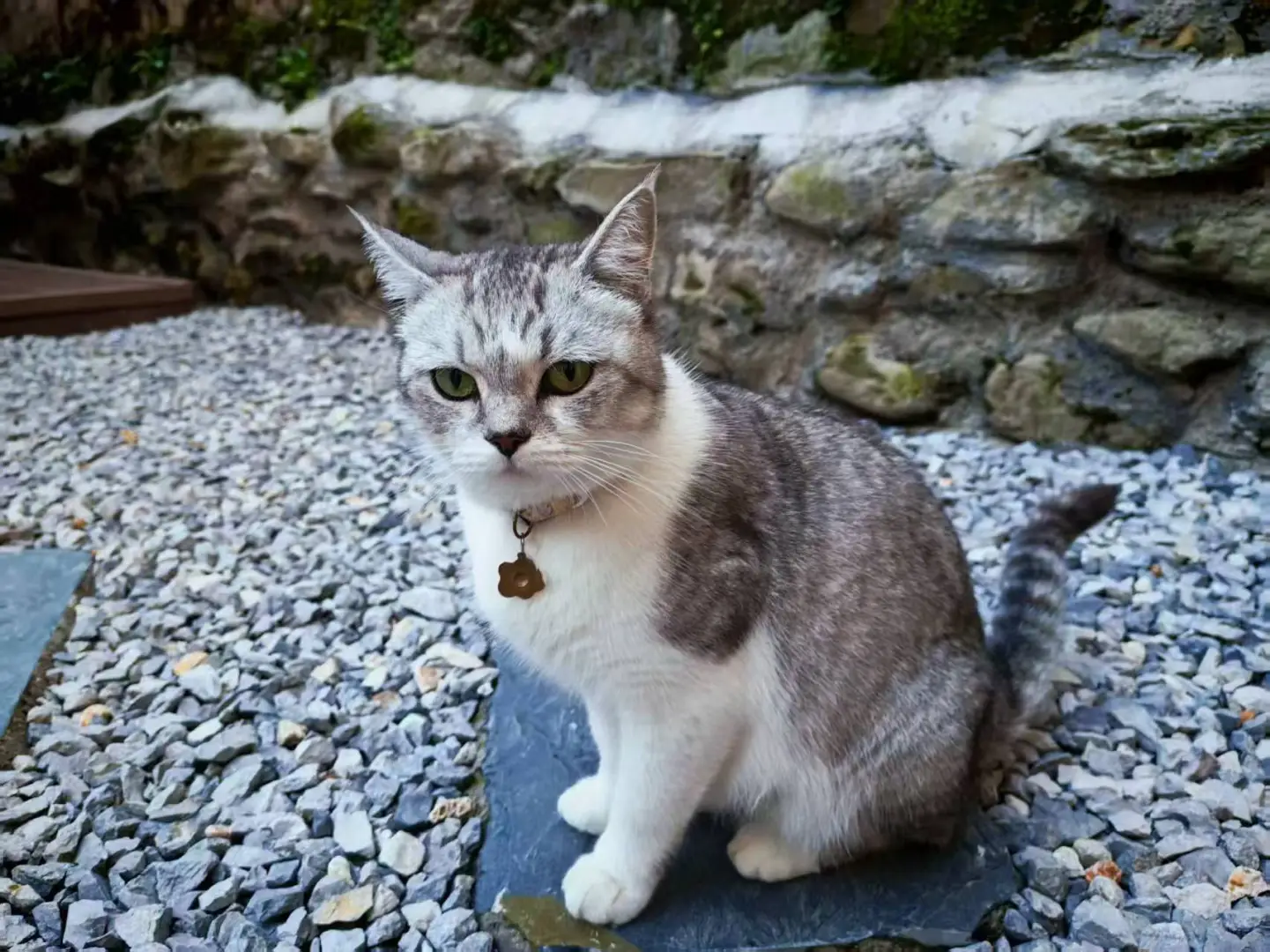 大理古城内两个民宿同时招义工～