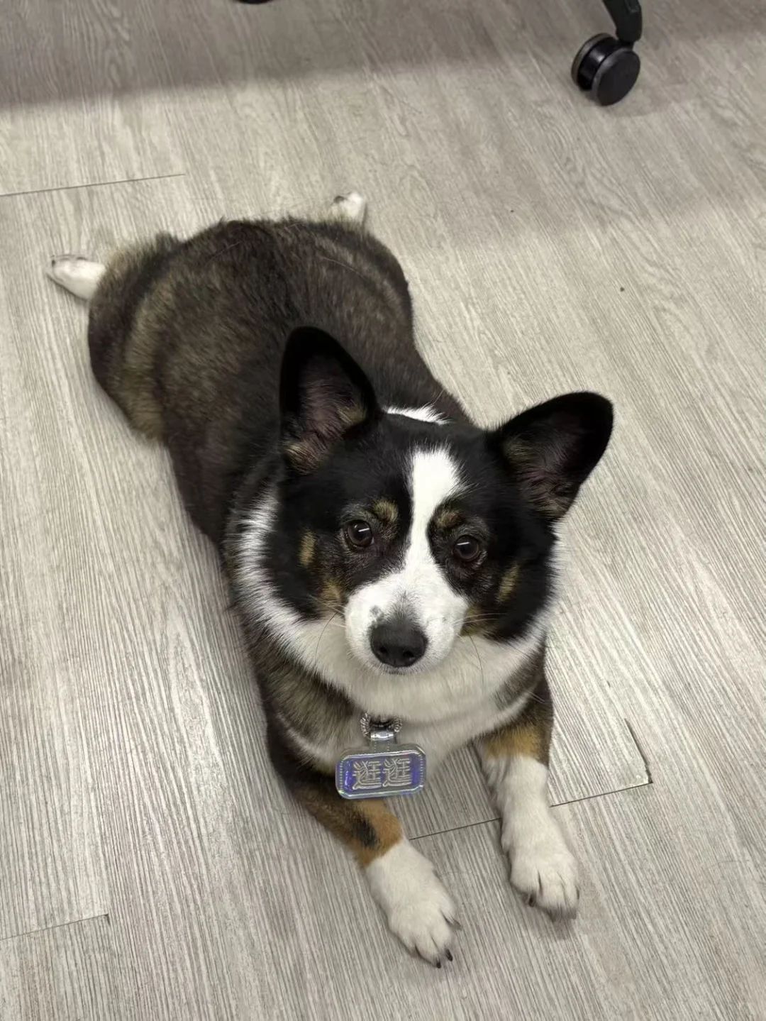 「带宠上班」的团队，等你加入！🐶🐱