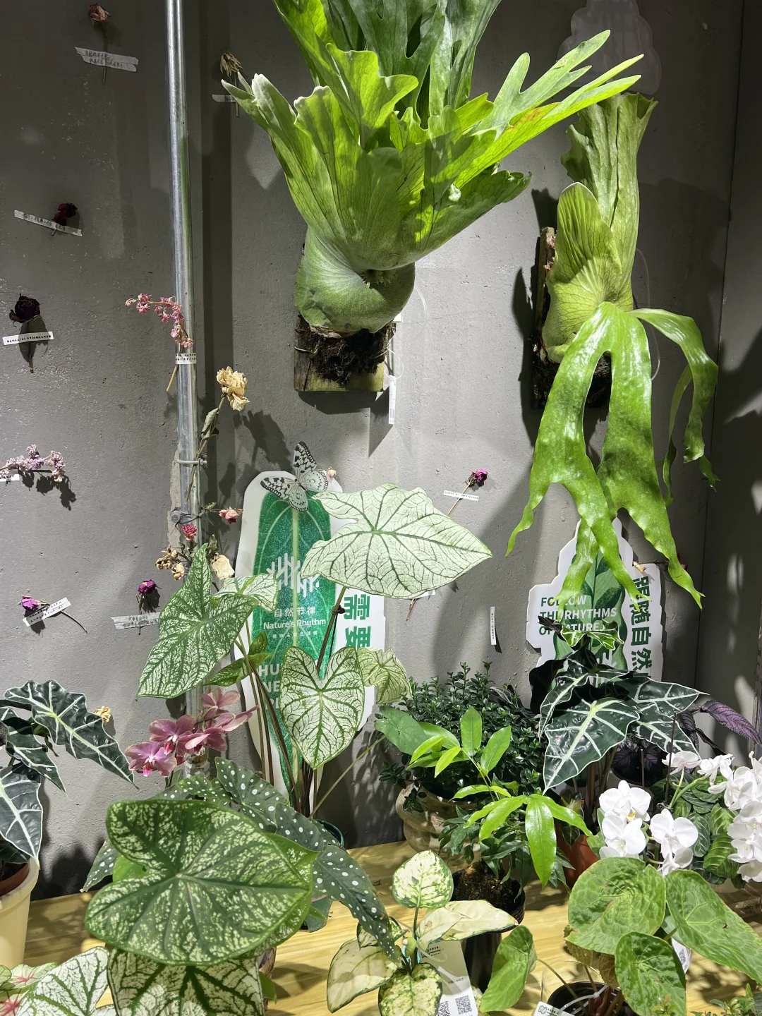 寻找一起向上生长的伙伴🌱