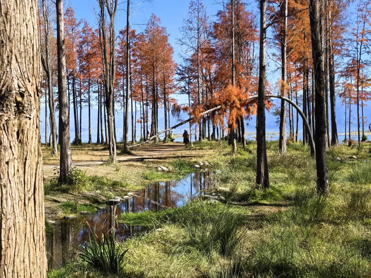 大理民宿招收义工啦！