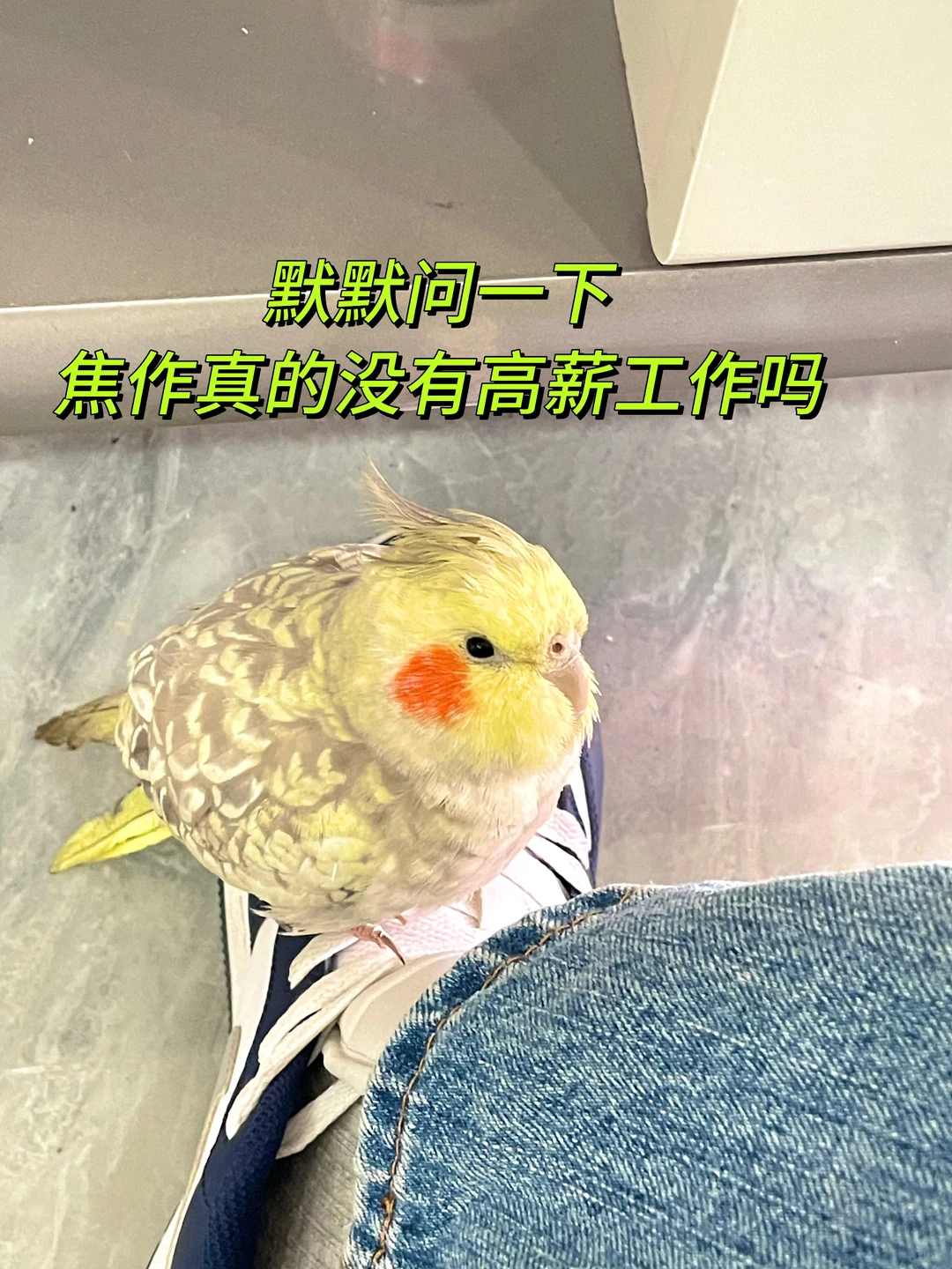 年前找工作的小伙伴看过来