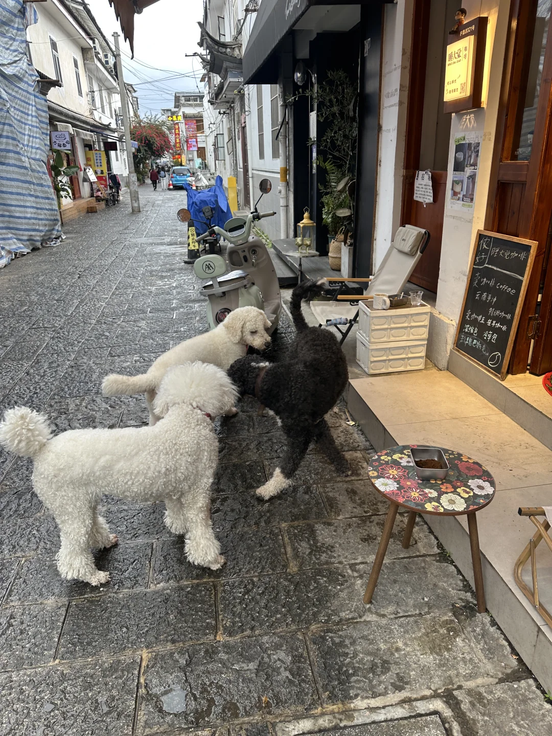 大理古城内两个民宿同时招义工～