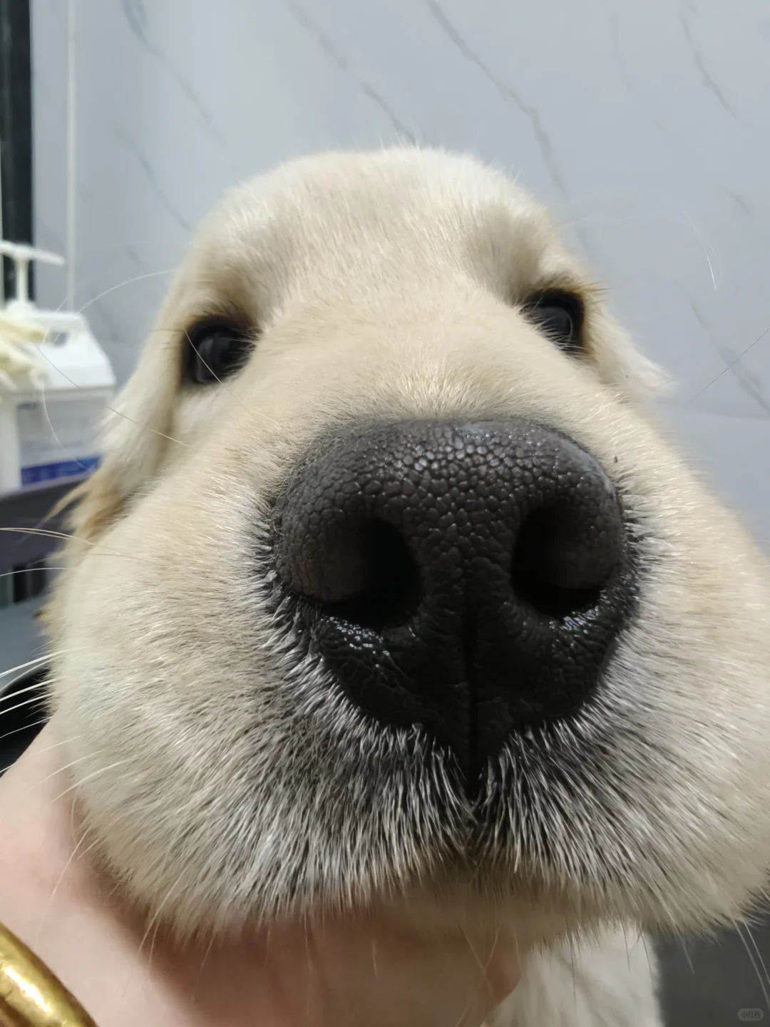 新乡宠物店招聘啦