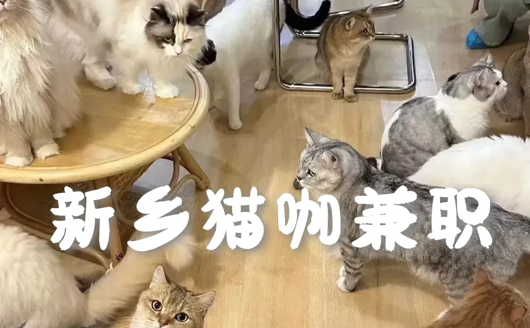 在猫咖打工的一天，太快乐了