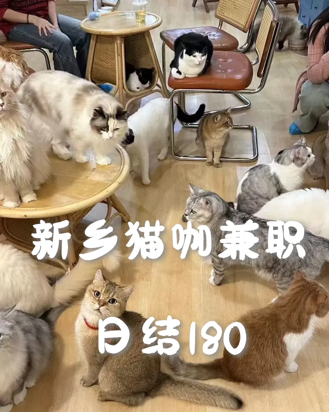在猫咖打工的一天，太快乐了