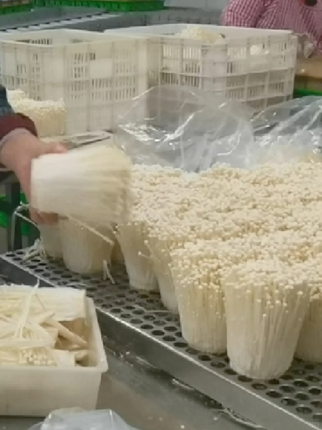 福建漳州蘑菇厂招聘长白班包吃包住