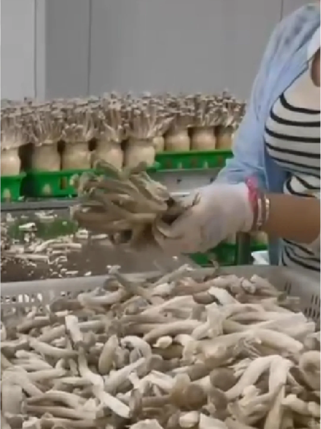 福建漳州蘑菇厂招聘长白班包吃包住