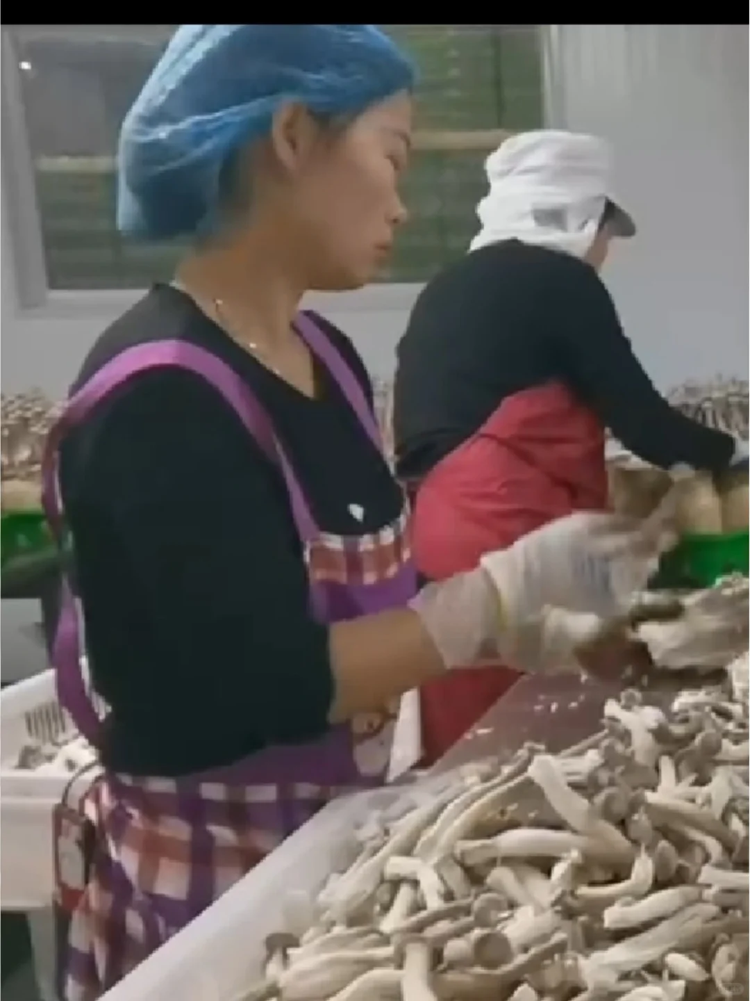 福建漳州蘑菇厂招聘长白班包吃包住