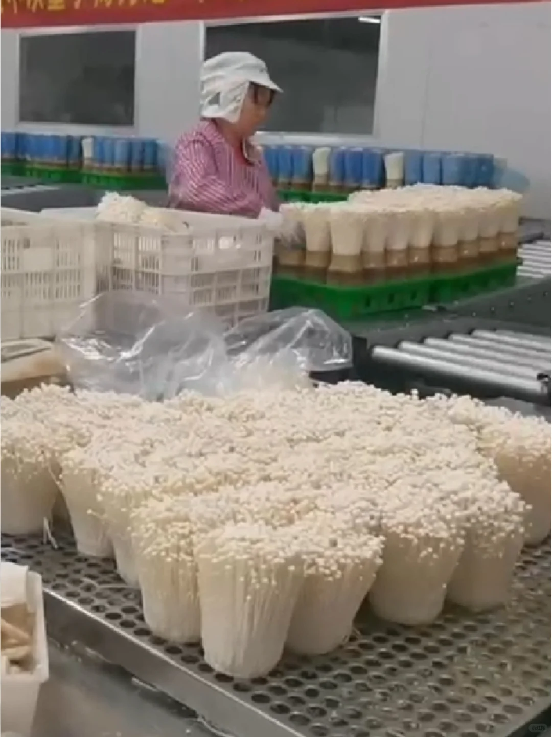 福建漳州蘑菇厂招聘长白班包吃包住