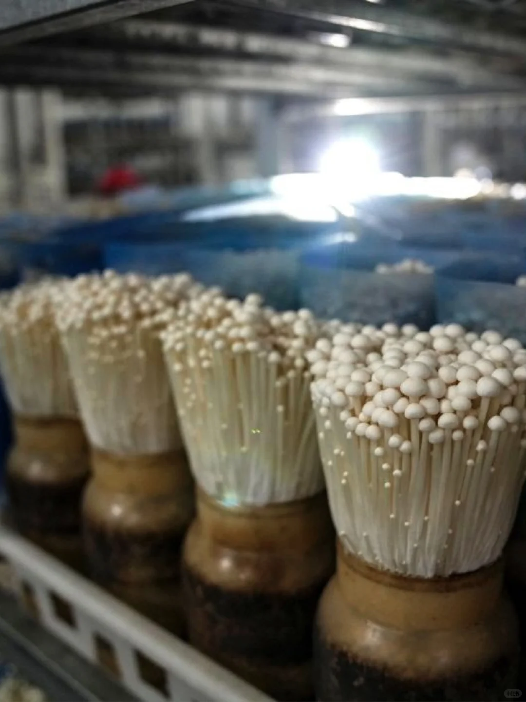 福建漳州蘑菇厂招聘长白班包吃包住