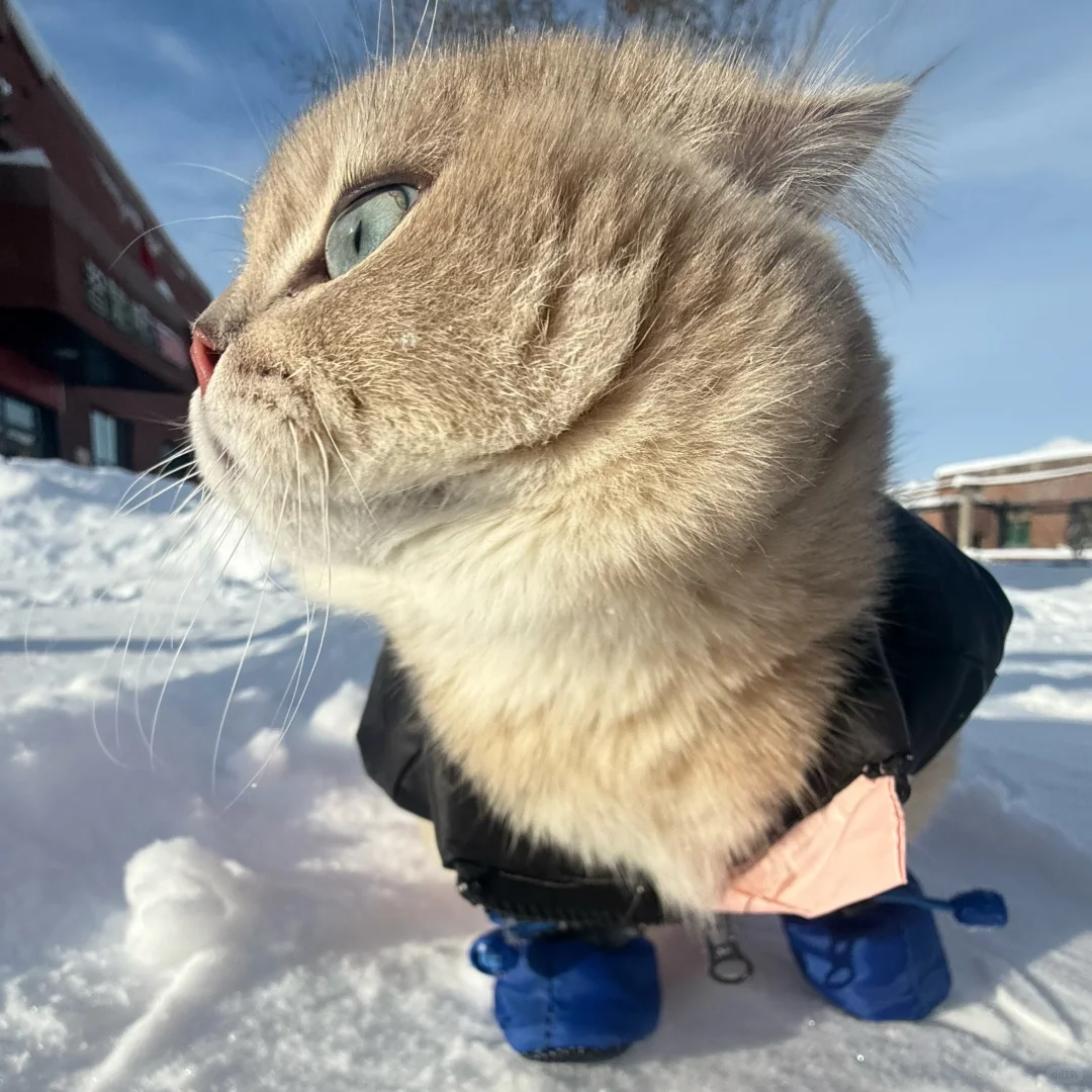 小猫一旦觉得自己很帅就会变拽屁