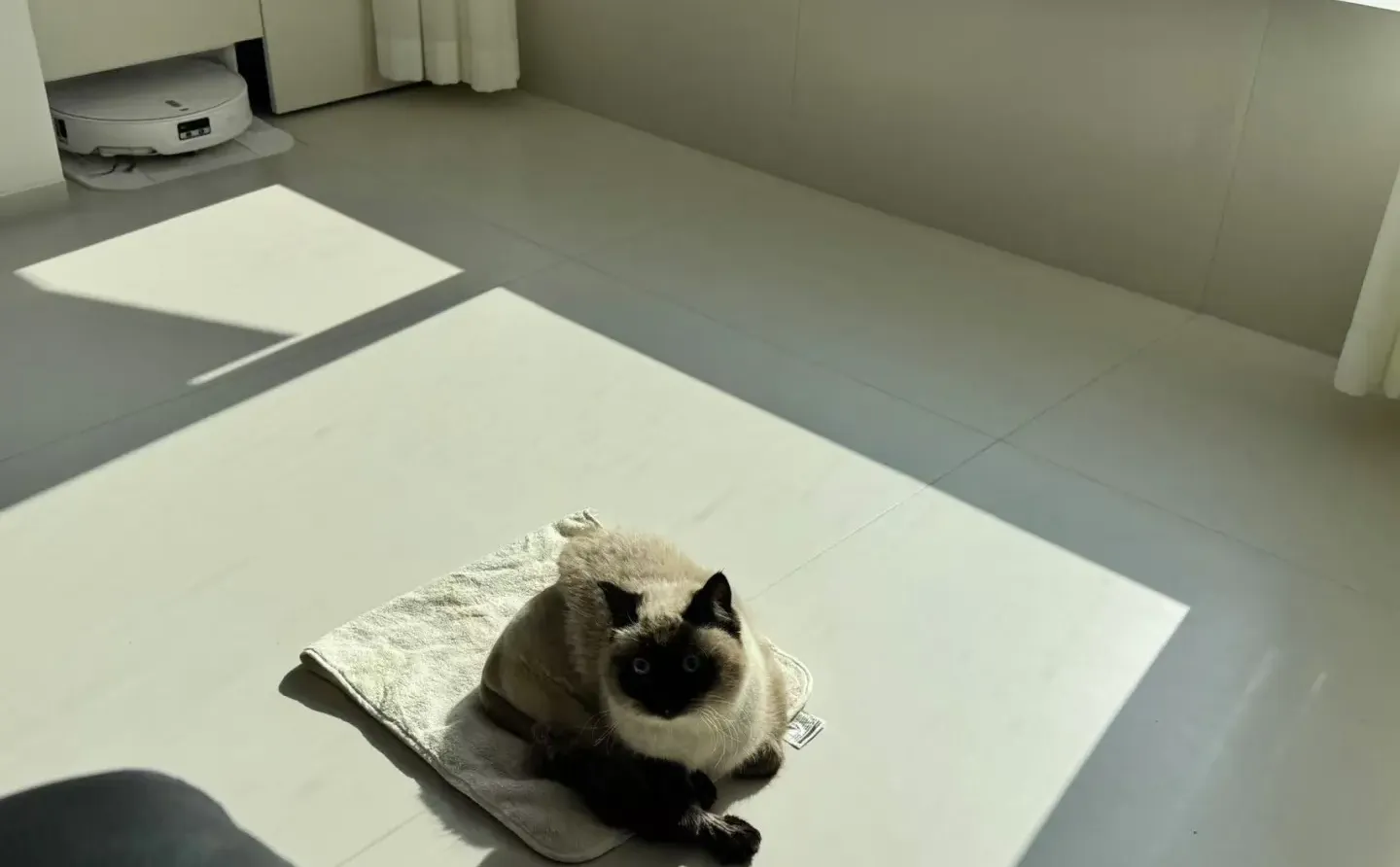 人，泥嚎，我是没穿裤子的咪🐈