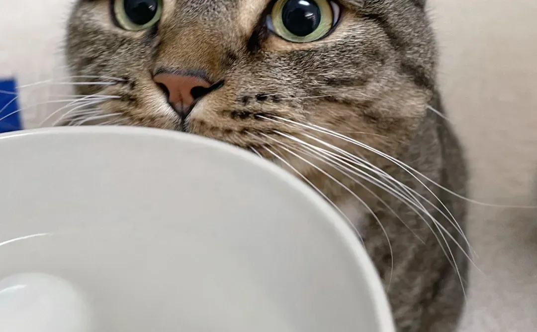 冬至只能吃这种过期长毛的汤圆，想哭...