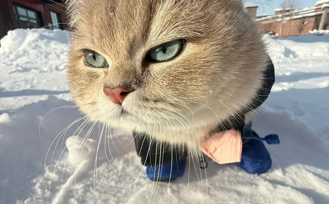 小猫一旦觉得自己很帅就会变拽屁