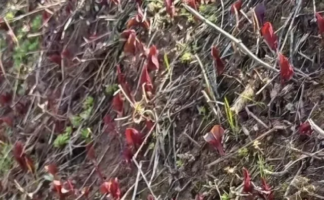 今天同事给我发了这张照片，请问下友友们这是什么呀纯天然无公害 农作物种植 保护自