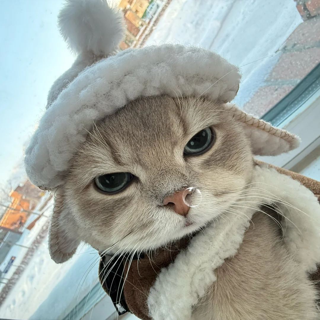 小猫一旦觉得自己很帅就会变拽屁