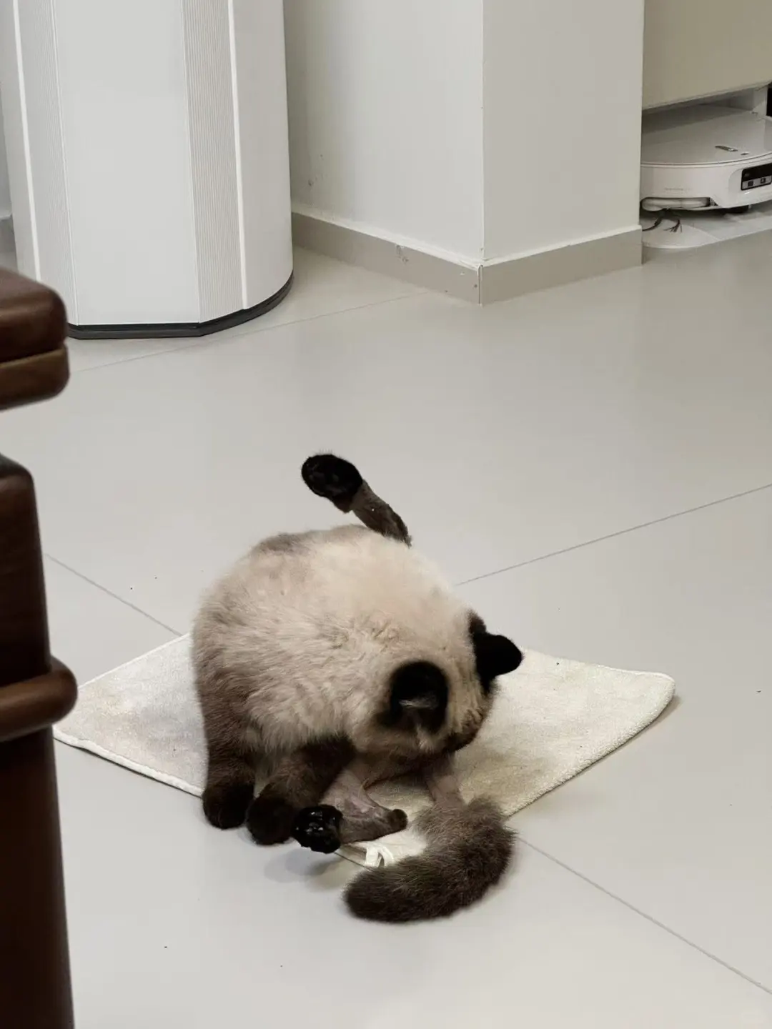 人，泥嚎，我是没穿裤子的咪🐈