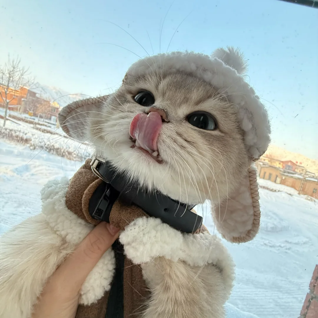 小猫一旦觉得自己很帅就会变拽屁