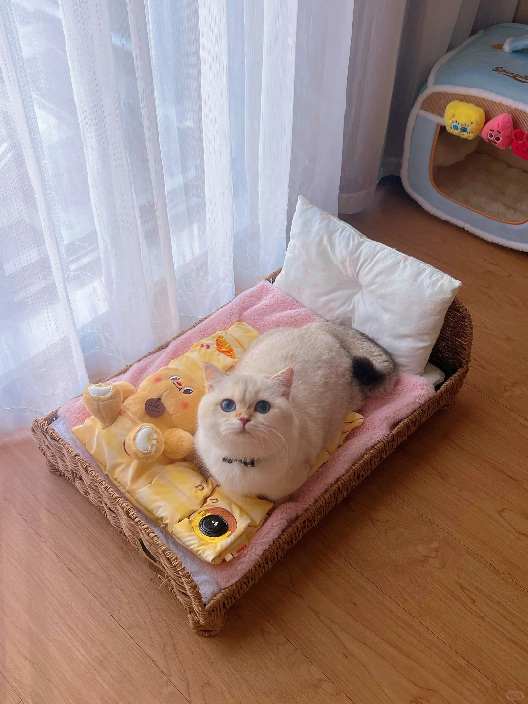 跟你们没猪的 说不清楚