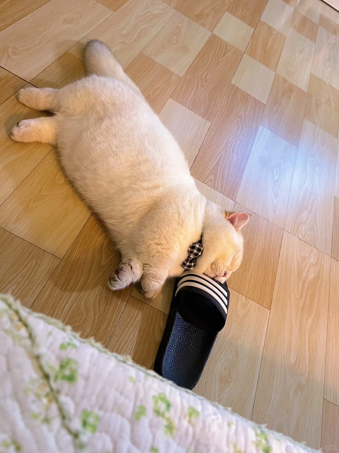 跟你们没猪的 说不清楚