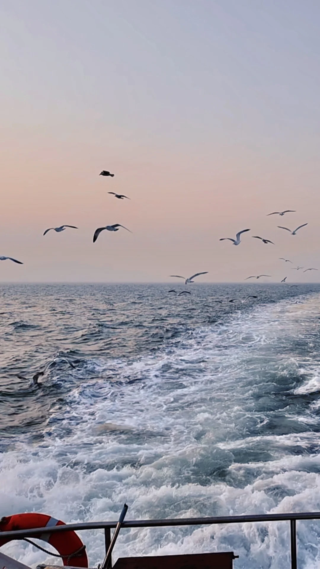 青岛轮渡🚢与陆地失联的四十分钟🌊🕊️