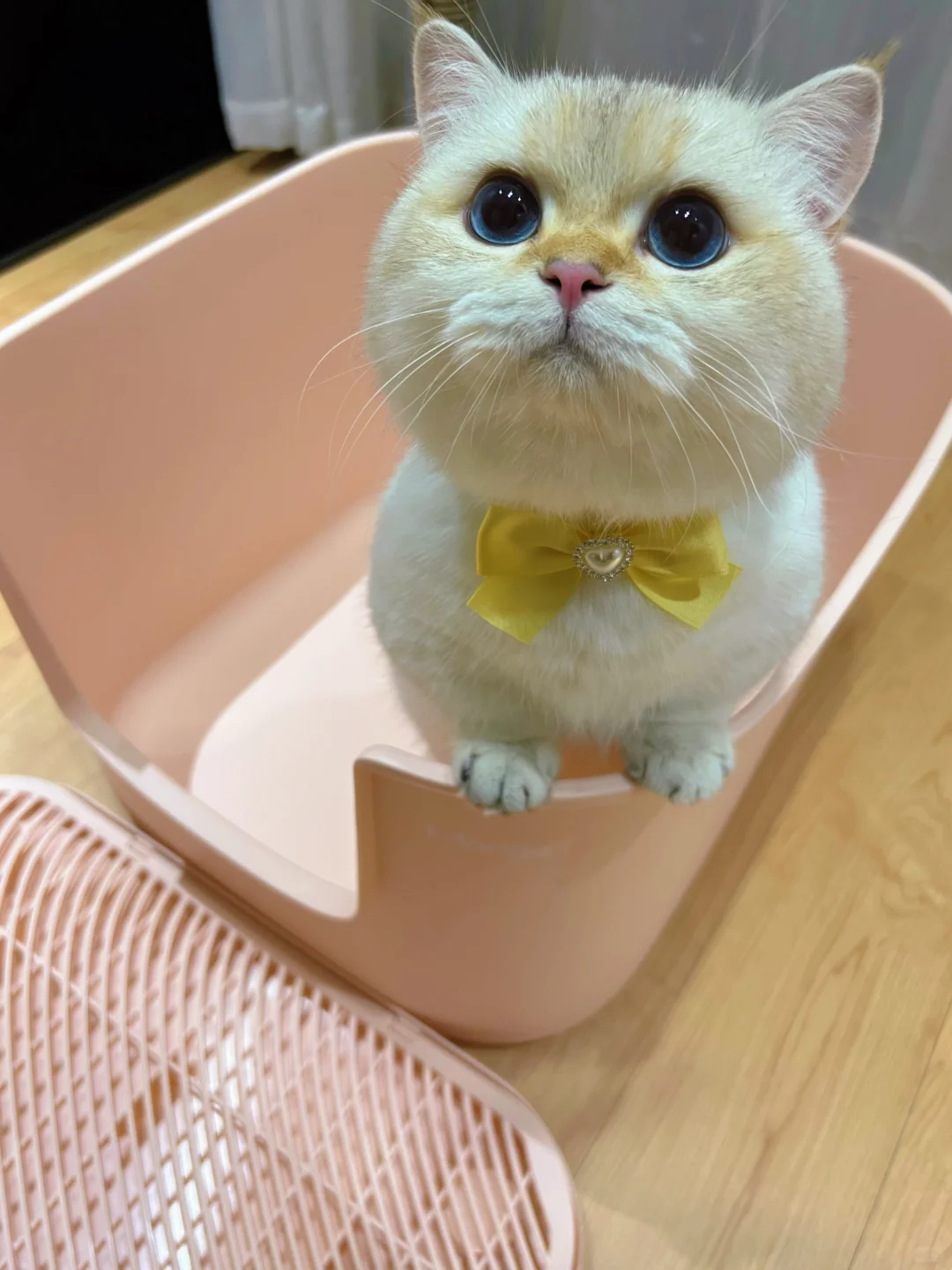 跟你们没猪的 说不清楚