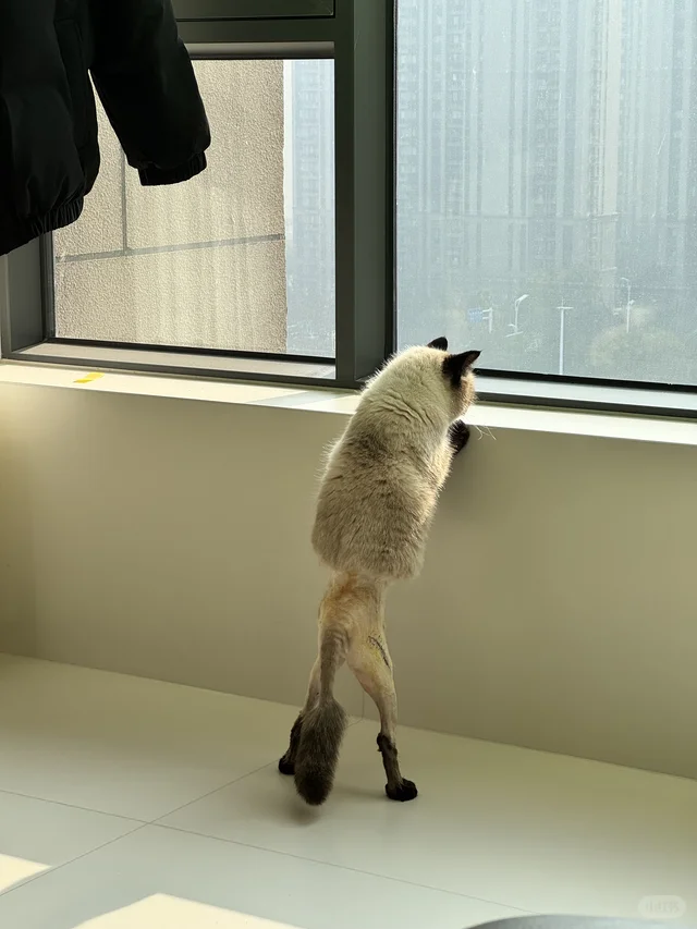 人，泥嚎，我是没穿裤子的咪🐈