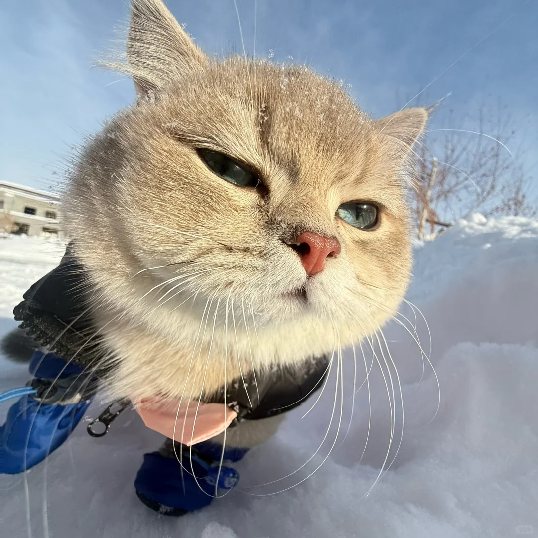 小猫一旦觉得自己很帅就会变拽屁