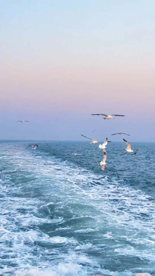 青岛轮渡🚢与陆地失联的四十分钟🌊🕊️